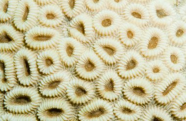 Beyin mercan dokusu, kapat. 