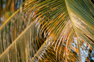 Palmiye yapraklarını kapat 