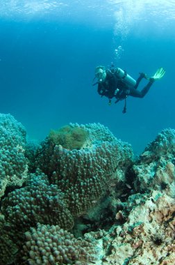 Mercan resifli su altı dalgıcı. 