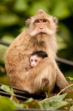 Maymun ve bebek maymun ormanda