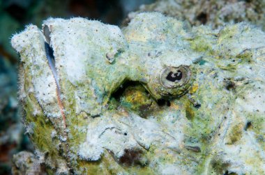 Akrep balığı, yaklaş. 