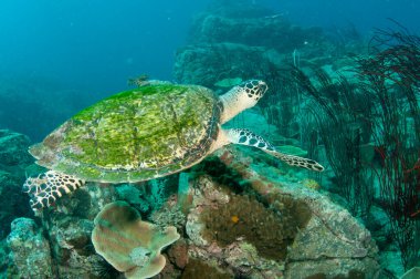 Şahinler deniz kaplumbağasını gagalar, Tayland 'da okyanusta yüzerler.