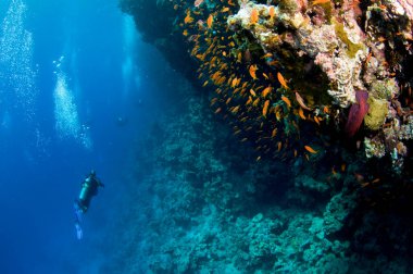 Derin mavi okyanusta mercan resifleriyle yüzen dalgıçlar. 