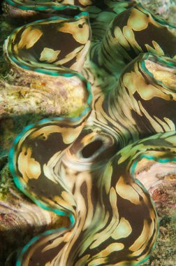 Dev midye, Tridacna gigas, çift valf yumuşakça dokusu