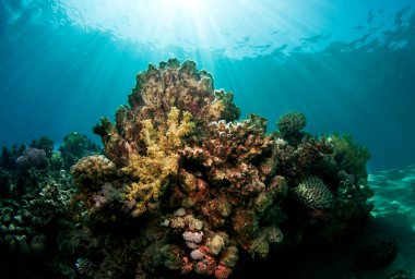 Açık mavi sularda mercan resifi