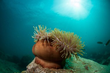 Açık mavi sularda mercan resifi