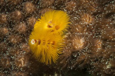 Kızıl Deniz 'deki mercan resifi berrak mavi sularda