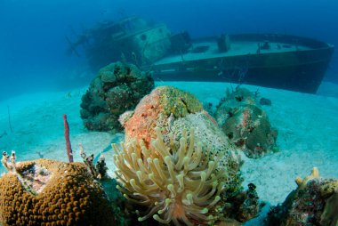 açık mavi sularda gemi enkazı ve mercan resifi 