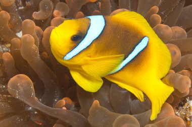 bebek deniz şakayığı 