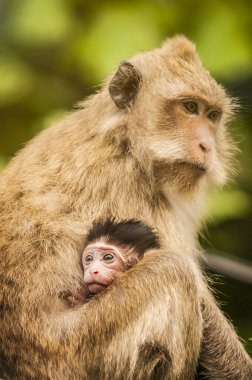 Maymun ve bebek maymun ormanda