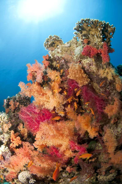 Açık mavi sularda mercan resifi