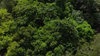 Yeşil tropikal ormanın hava aracı görüntüleri 