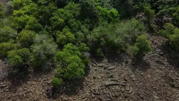 Imagini Drone Aeriene Din Pădurea Tropicală Verde — Videoclip de stoc