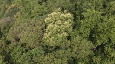 Yeşil tropikal ormanın hava aracı görüntüleri 