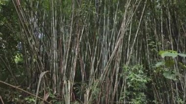 Koh Chang Adası, Tayland