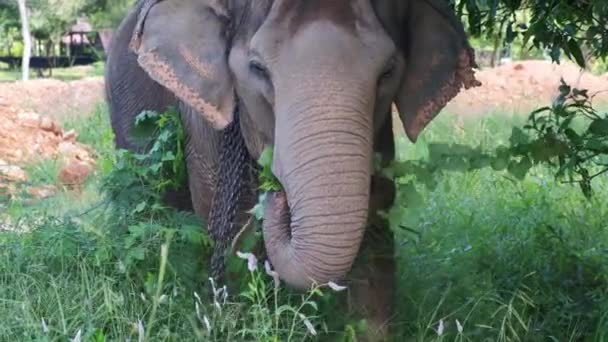 Ταϊλανδός Ελέφαντας Ανάπαυσης Και Βόσκησης Ανοιχτό Χώρο — Αρχείο Βίντεο