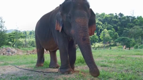 Thaise Olifant Geeft Zichzelf Een Stoffering — Stockvideo