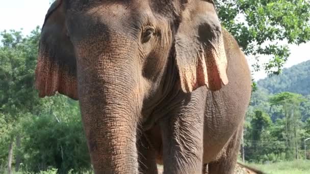 Tajskie Słonie Odpoczywające Pasące Się Otwartej Przestrzeni — Wideo stockowe