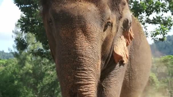 泰国大象在空地上休息和放牧 — 图库视频影像