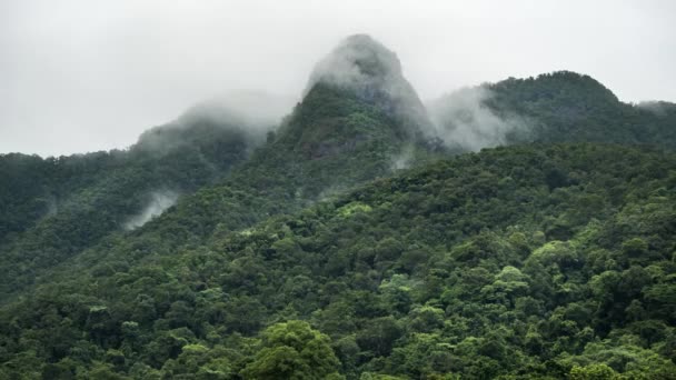 4K time-lapse Ορεινό τροπικό δάσος με ομίχλη — Αρχείο Βίντεο