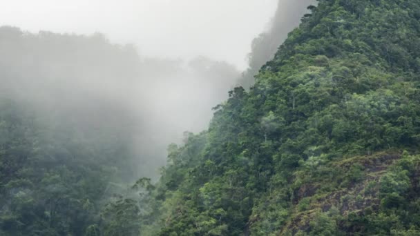 4K time-lapse Bergregenwoud met mist — Stockvideo