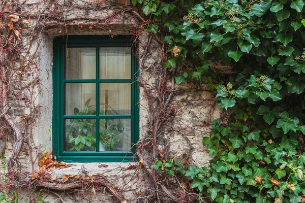 Window overgrown with ivy — Stock Photo, Image