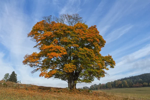 Schöne Eiche im Herbst — Stockfoto