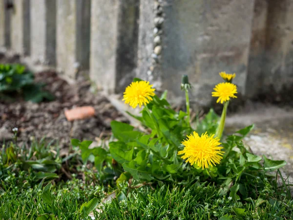 Bahçedeki beton duvarın yanında taze karahindiba yetişiyor.
