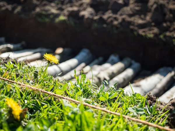 Permakültür hendek inşaatı önplanda bir karahindiba ile bulanık görünüm