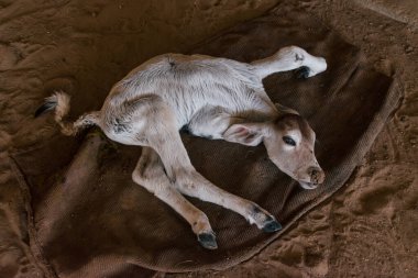 İnek ahırında uyuyan engelli inek