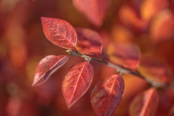 秋のカラフルな葉を背景に 現代的なテクスチャ テキストとデザインのアブストラクトテンプレート — ストック写真