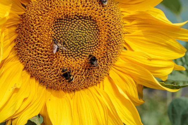 Shaggy Bumblebees Yellow Sunflower — Stock Photo, Image