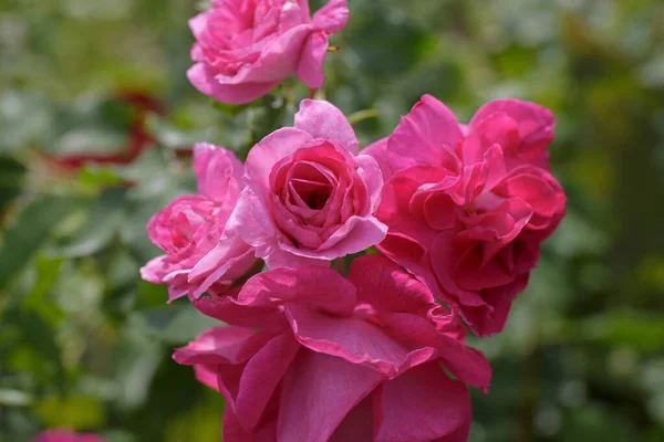 Kwitnący Dogrose Jasny Słoneczny Dzień Kwitnąca Dzika Róża — Zdjęcie stockowe