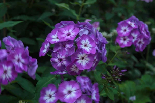 Gros Plan Fleurs Phlox Violet — Photo