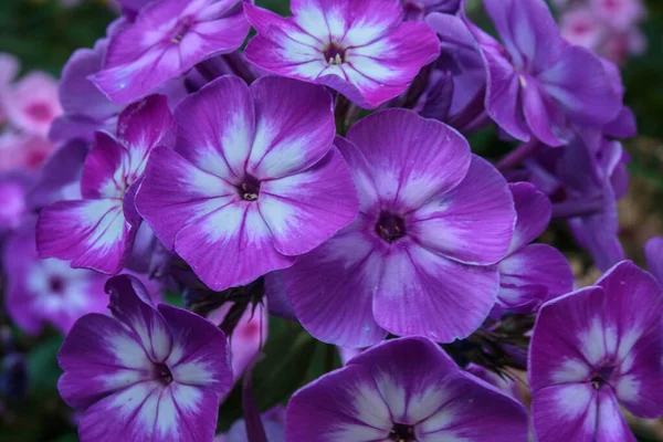 Крупный План Фиолетовых Цветков Флокса — стоковое фото