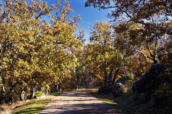 黄色と赤の秋の真ん中の木に囲まれた澄んだ道 — ストック写真