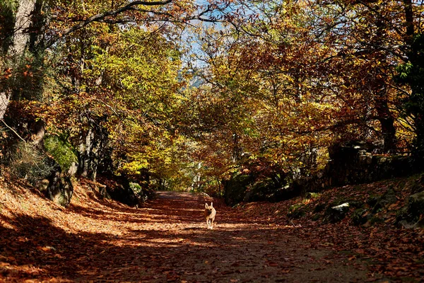 Бельгийская Малинойская Собака Идет Тропинке Влажных Каштановых Листьев Середине Осени — стоковое фото
