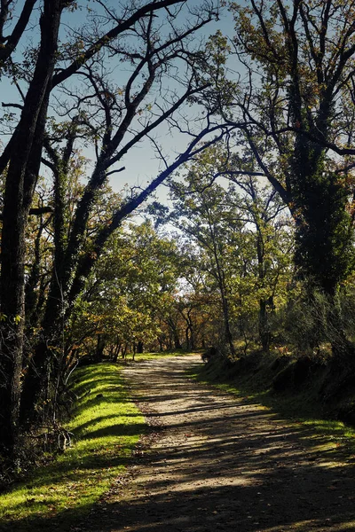 Path full of leaves in the middle of autumn at the Silla de Felipe II in El Escorial. Madrid