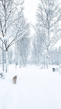 Filomena fırtınası sırasında Villa de Vallecas 'ta bir parkta karlı bir manzara. Bir köpek karda yürür.