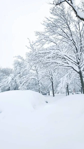 Snowy scene in a park in Villa de Vallecas during storm Filomena.