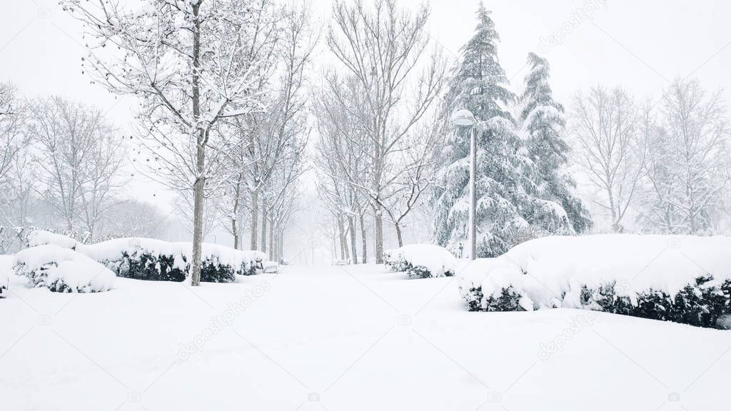 Snowy scene in a park in Villa de Vallecas during storm Filomena. Trees without leaves and with snow. Tullas covered with snow