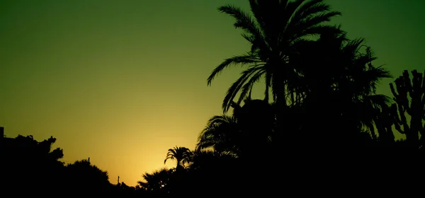 Backlight Sunset Exotic Flora Almeria — Stock Photo, Image