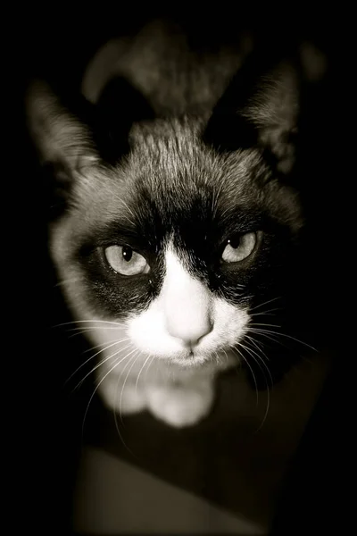 Gatto Domestico Romano Fissa Macchina Fotografica Bianco Nero — Foto Stock