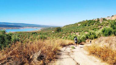Bir adam, bataklığın yanında zeytin ağaçlarıyla çevrili köpeğiyle yürür. Jaen, Endülüs, İspanya 'da yaz sahnesi