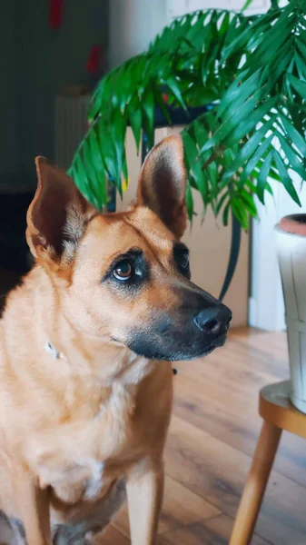 Belgische Herder Malinois Staart Naar Zijkant Achtergrond Een Plant — Stockfoto