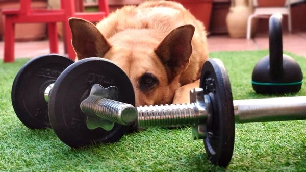 Retrato Cão Belga Malinois Atrás Alguns Pesos Treinamento Força — Fotografia de Stock