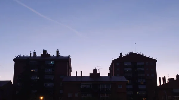 Storks Perched Rooftops Some Buildings Madrid Dusk — Stock Photo, Image