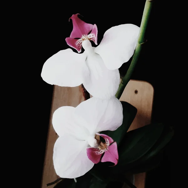 Ilustração realista do vetor da orquídea — Vetor de Stock