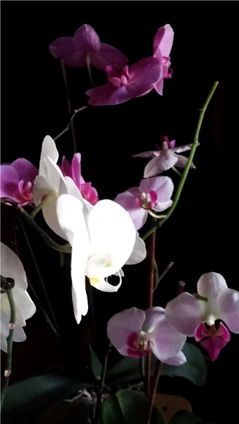 Illustrazione realistica del vettore del Orchid — Vettoriale Stock