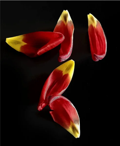 Realistische foto bloemblaadjes tulip vectorillustratie — Stockvector